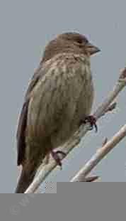A female house finch. These birds seem to be without a brain.They will peck one small in every fruit you have.  - grid24_12