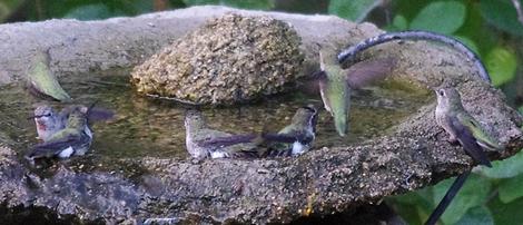 I've seen hummingbirds do this early in the morning before. A 'flock' of them will play together for maybe 15 or more minutes. Then they go back to fighting for food. - grid24_12