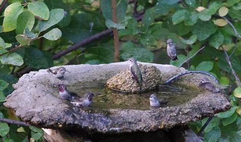 These little hummingbirds will do this some summer mornings for 15 or so minutes. I've seen them do this in puddles are at the birdbath. - grid24_12