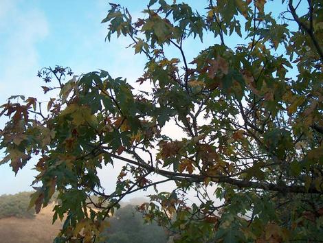 Acer macrophyllum, Big Leaf Maple with fall color in seeds. - grid24_12