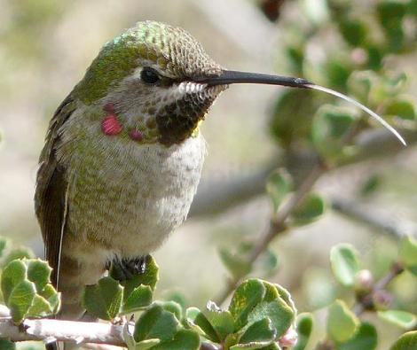 An immature male Anna Hummingbird. - grid24_12