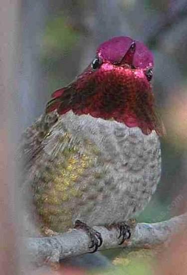 The male Anna Hummingbirds can be colorful characters. - grid24_12
