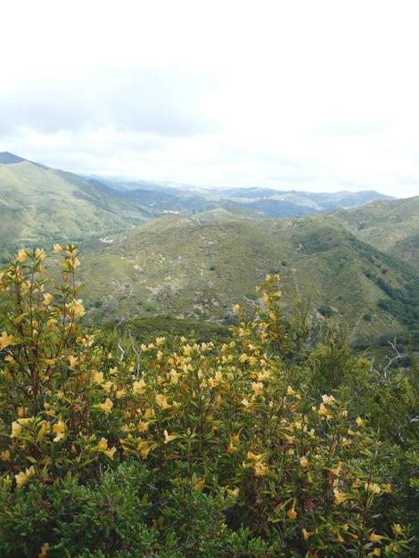 Sticky Monkey flower is native to coastal California and parts of the Sierras - grid24_12