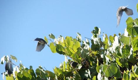 Vitus gridiana with Western Bluebirds - grid24_12