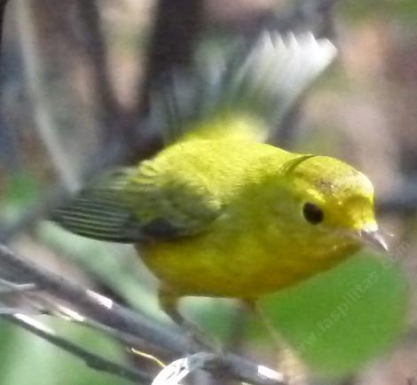 A female Wilson's Warbler - grid24_12