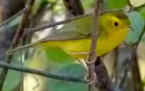 A Young male Wilson's Warbler - grid24_12