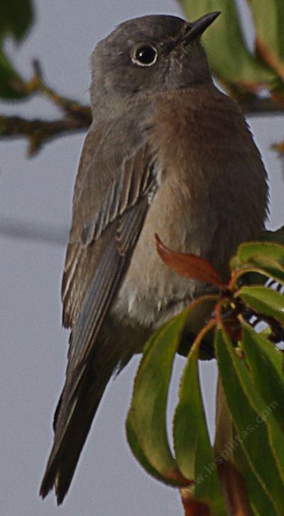 A Female Western Bluebird. - grid24_12
