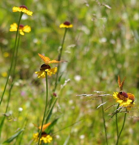 Bigelows Sneezeweed. and Bigelow Meadow chrysanthemum.  Why didn't they call it the Mormon Fritilary attractor? - grid24_12