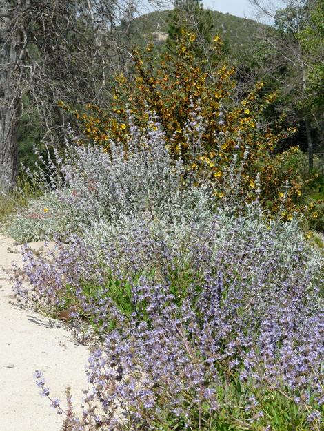 Front to back, Salvia Dara's Choice, Salvia Pt. Sal, Salvia Vicki Romo, Fremontia Pacific Sunset. The 'dead trees are Sycamores that defoliated because of late frost and a wet spring. There is no irrigation system here. In most of California you can have a native garden with little irrigation. - grid24_12