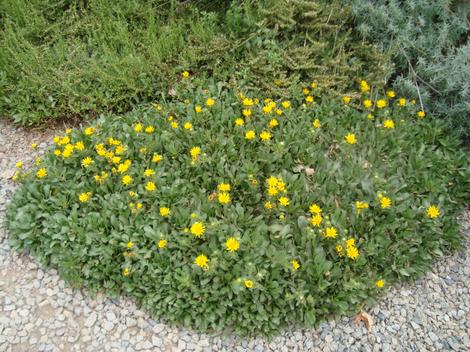 Coastal Groundcover Gum Plant, Grindelia stricta venulosa - grid24_12