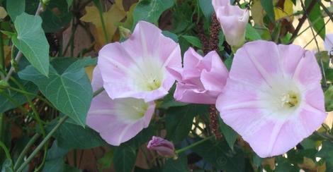 Purplish Morning Glory growing in Escondido - grid24_12