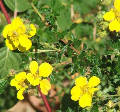 Potentilla fructicosa - grid24_12