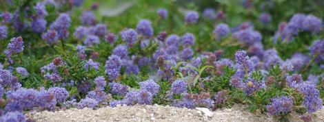 Ceanothus hearstiorum - grid24_12