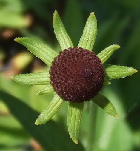 Western Coneflower, Rudbeckia occidentalis has no rays. - grid24_12