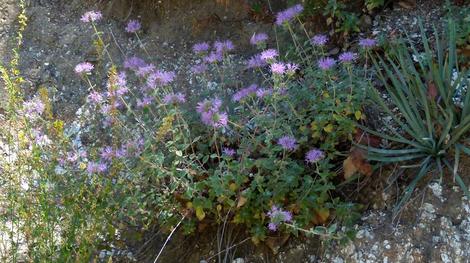 This coyote Mint was growing in the open hillsides above Big Sur Coast. Surrounding plants are Sticky  monkey flowers, Yucca whippleii, Golden Yarrow and Deerweed. - grid24_12