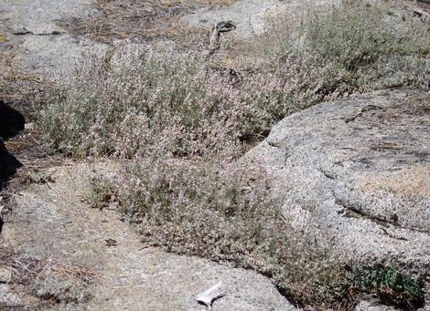 Wright's Buckwheat growing between granite at 7500 ft in the Sierras. It also grows fine in our garden as a little ground cover. - grid24_12