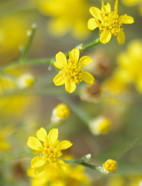 Here are the Matchweed flowers. It will be in flower in summer in the most barren areas of low rainfall. - grid24_12