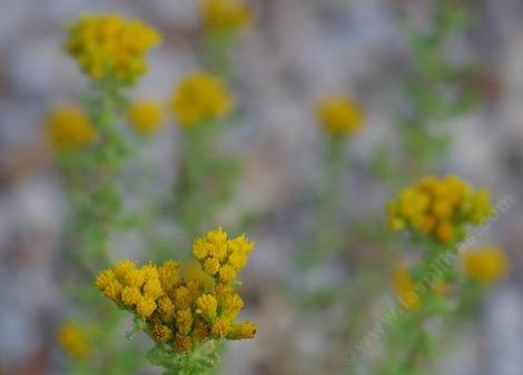 Menzies' Goldenbush, Isocoma menziesii - grid24_12