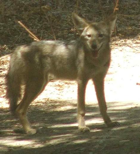 This young coyote wandered into the nursery one morning, ate an apple, laid down in the cool strawberry plants and then wandered off. - grid24_12