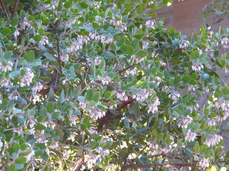 The flower of Sunset manzanita are pleasant. Not showy, but pleasant. - grid24_12