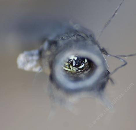 A Cuckoo bee in an Andrena nest. - grid24_12