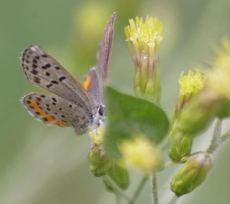 Acmon Blue, Plebejus acmon on Brickellia californica - grid24_12