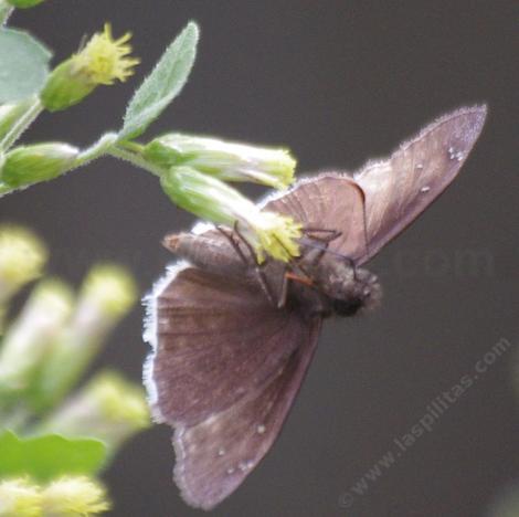 Funereal Duskywing, Erynnis funeralis on Brickellia californica - grid24_12