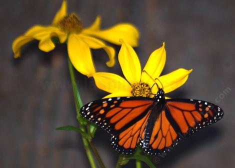 Monarch butterfly on a Bidens. You too can enjoy native plants like this! - grid24_12