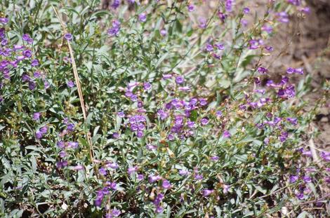 Penstemon parvulus growing in the Sierras at 7400 feet. - grid24_12