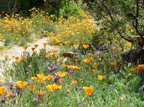 Our front yard has a nice wildflower show of Poppies, Penstemons and Sages. - grid24_12