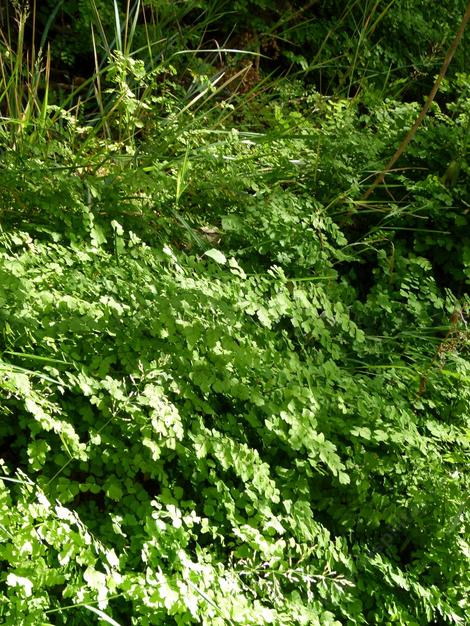 Adiantum capillus-veneris, Maidenhair fern in Zion park Utah. - grid24_12