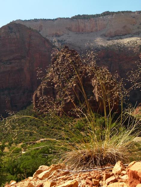 Alkali Sacaton along the rim in Zion National Park - grid24_12