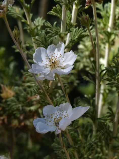 Apache Plume in a Big Bear garden at 7000 ft. - grid24_12