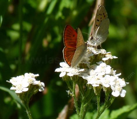A couple of little Ruddy Copper Butterflies on Yarrow - grid24_12