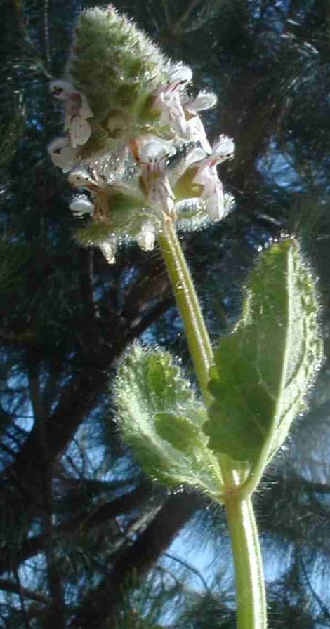 Stachys pycnantha Short-spiked Hedge Nettle - grid24_12