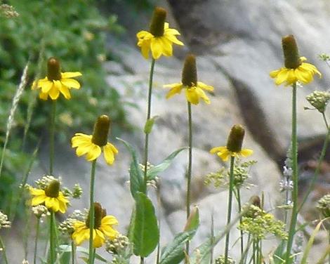 Rudbeckia californica, Sierra coneflower - grid24_12