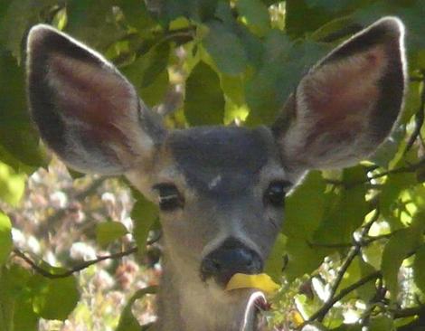 A young Mule deer, Odocoileus hemionus browsing an apple tree. Some of the typos when I'm tired are funny. It should have been deer browsing, not beer browsing in file name. - grid24_12 A young Mule deer, Odocoileus hemionus browsing an apple tree. Some of the typos when I'm tired are funny. It should have been deer browsing, not beer browsing in file name. - grid24_12