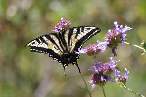 A Pale Swallowtail on Salvia clevelandii, Alpine  - grid24_12