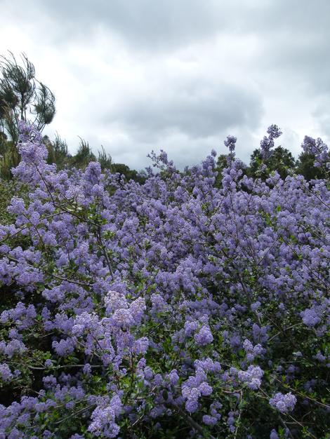 Ceanothus oliganthus blue lilac bush - grid24_12