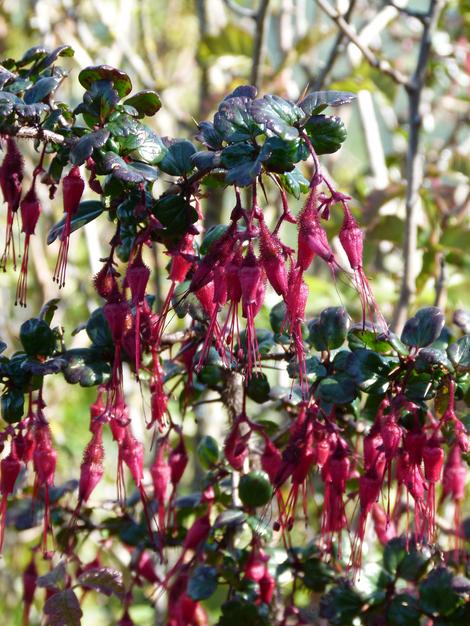 Intense red flowered shrub for hummingbirds. Can grow under oaks - grid24_12