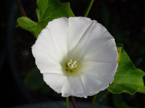 Calystegia purpurata Purplish Morning Glory - grid24_12