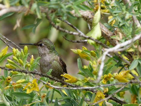 A hummingbird takes a break from the Isomeris flowers - grid24_12