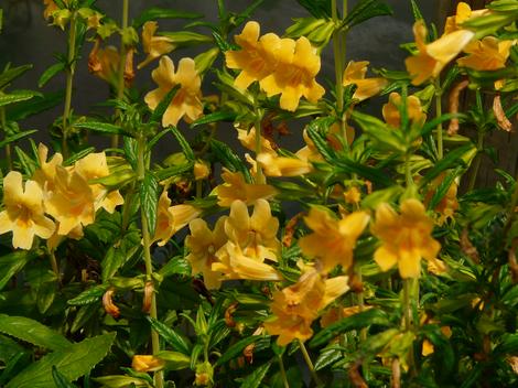 Diplacus aurantiacus lompocensis, Lompoc Monkey Flower - grid24_12