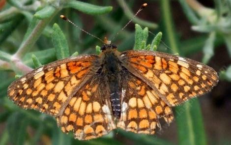 Chlosyne palla, Northern Checkerspot - grid24_12