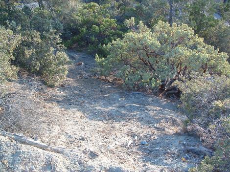 Arctostaphylos glauca, Arctostaphylos pungens, Quercus durata, and Coulter pine on serpentine soil  - grid24_12