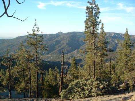 Notice there is very little undergrowth under the Coulter Pines and manzanitas. - grid24_12