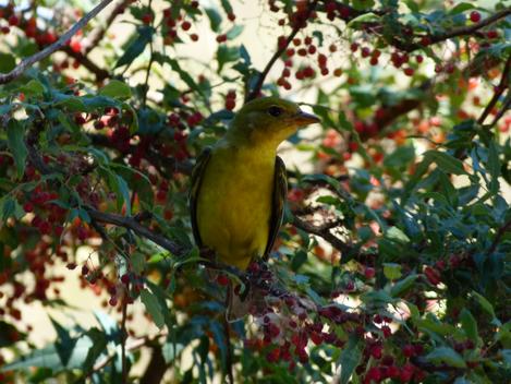 Hooded Oriole in Nevin's Barberry - grid24_12