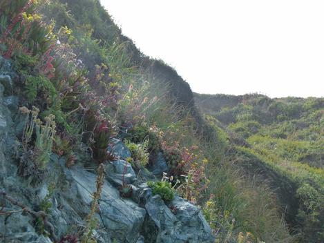 Along the Big Sur coast serpentine soils reach the ocean bluffs. - grid24_12