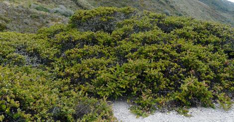 Arctostaphylos cruzensis south of Los Osos.  - grid24_12