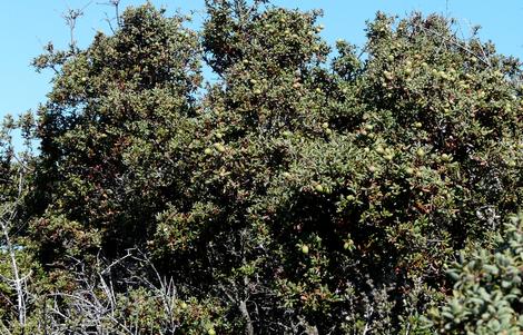 Quercus durata as a mature bush-tree. - grid24_12